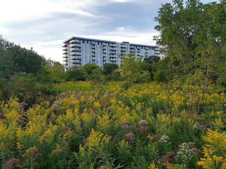 Le boisé du Trait-Carré loge en plein cœur du centre-ville de Laval, niché au sud du boulevard Saint-Martin entre les boulevards de l’Avenir et Laval.