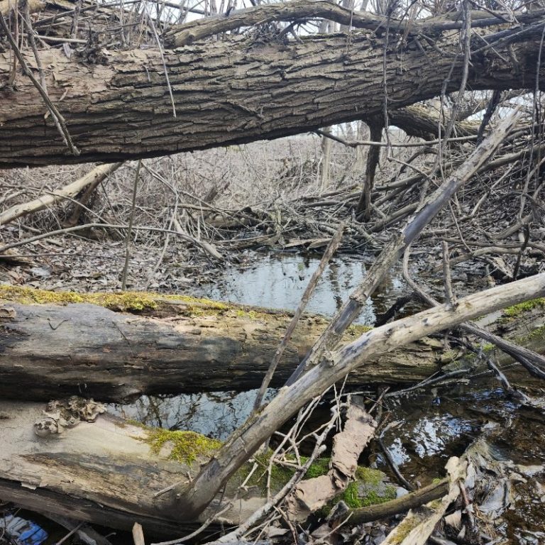 Le cours d'eau Gascon est bloqué par des troncs d'arbres morts, causant des débordements sur les terres agricoles voisines à chaque forte pluie. Photo - Gracieuseté Michel Sauriol