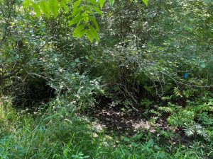 Des rubans bleus ont été posés par la ville de Laval comme repères pour déterminer le lit du cours d'eau Woodwork, complètement envahi par la végétation.Photo 2M.Media - Geneviève Quessy 