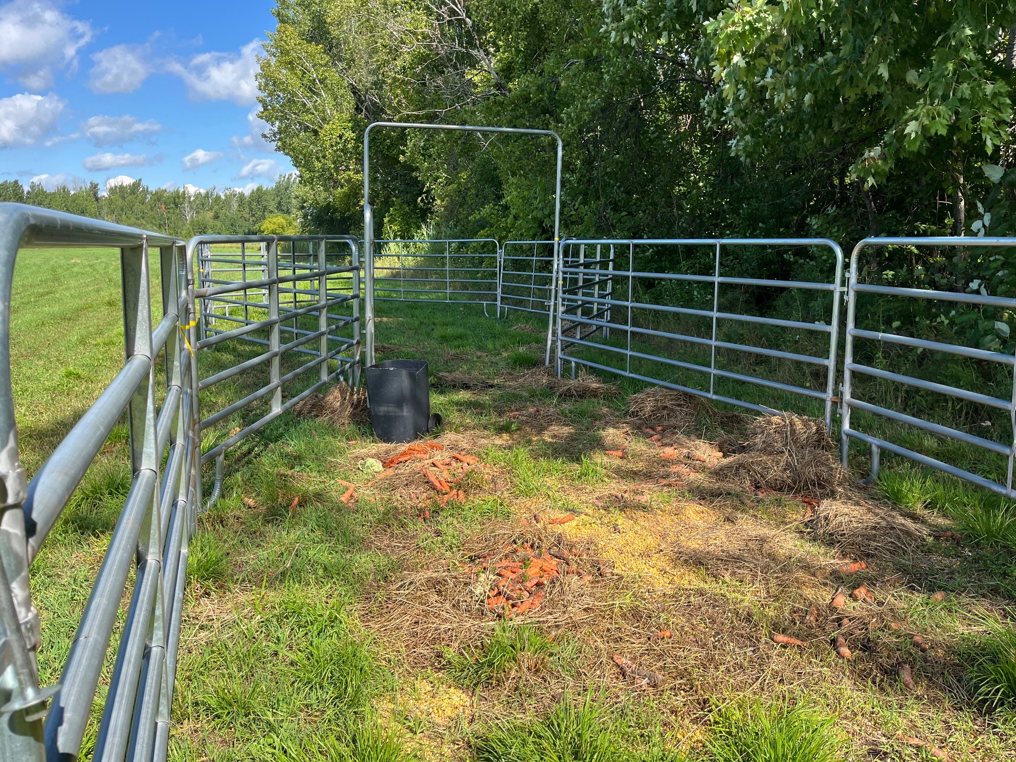 Un piège constitué d’un enclos où a été disposé de la nourriture, a été installé pour attraper les deux vaches Highland en fuite, dans un champ situé au sud de l’avenue des Bois, à Sainte-Dorothée. (Photo 2M.Media – Geneviève Quessy)