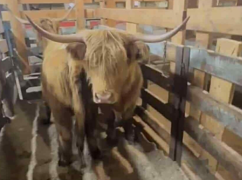 Les deux vaches Highland en fuite ne sont pas dangereuses, mais il ne faut pas leur courir après. (Photo gracieuseté)