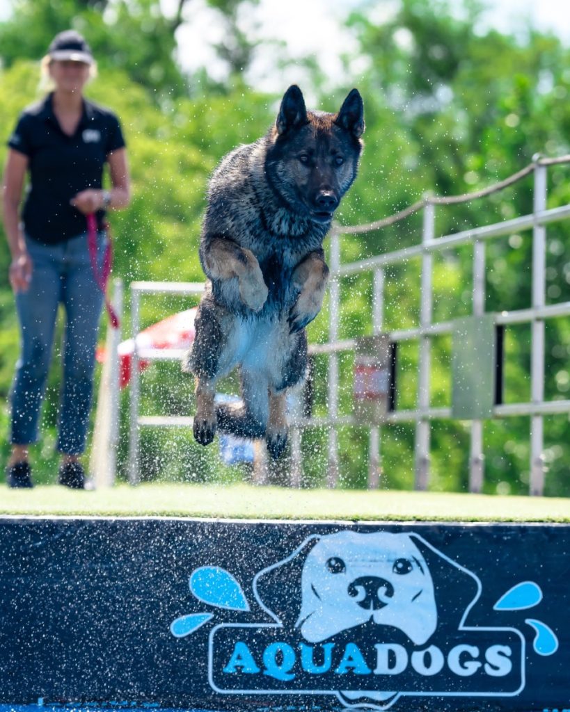 Zone Aqua Dogs. (Photo gracieuseté – Page Facebook Le Rendez-Vous Canin)