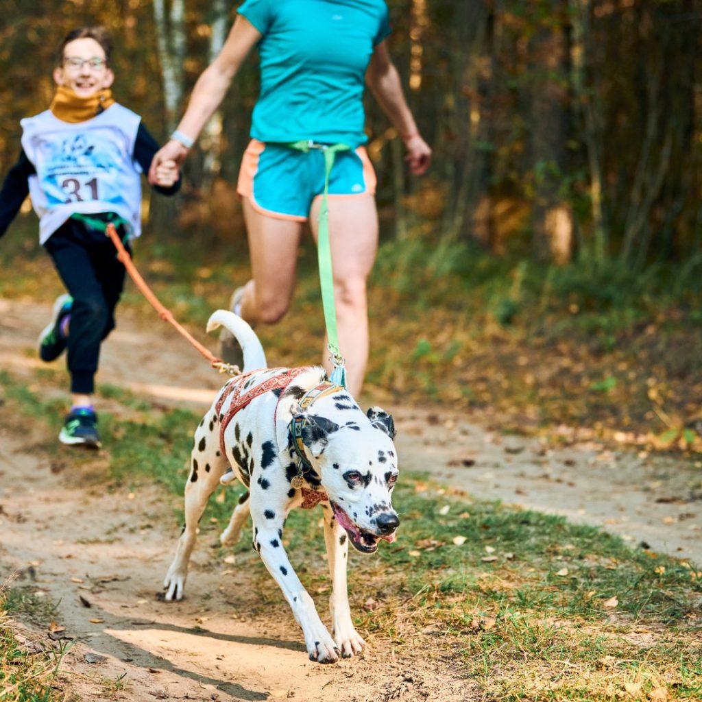 Activité canicross. ( Photo gracieuseté – Page Facebook Le Rendez-Vous Canin)