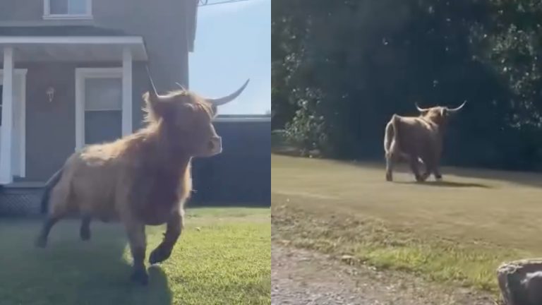 Un piège pour attraper les deux vaches en cavale à Laval L'une des vaches Highland en cavale depuis deux semaines dans Sainte-Dorothée, à Laval. (Capture d'écran - happymedia.live sur Instagram)