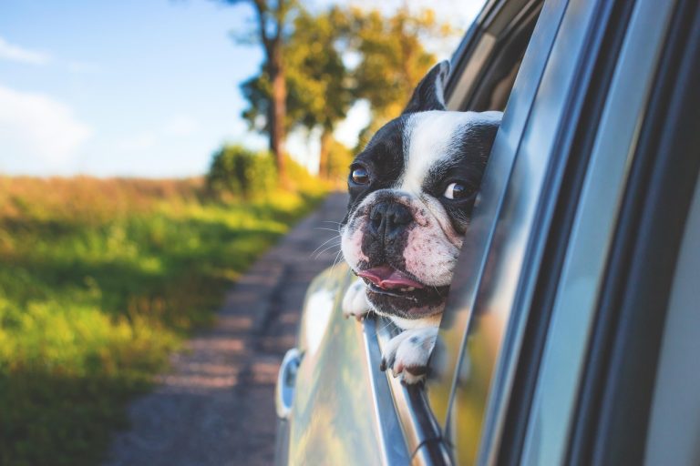 Un chien qui n'est pas attaché dans l'auto occasionne plusieurs risquent selon la compagnie d'assurance Allstate. (Photo gracieuseté)
