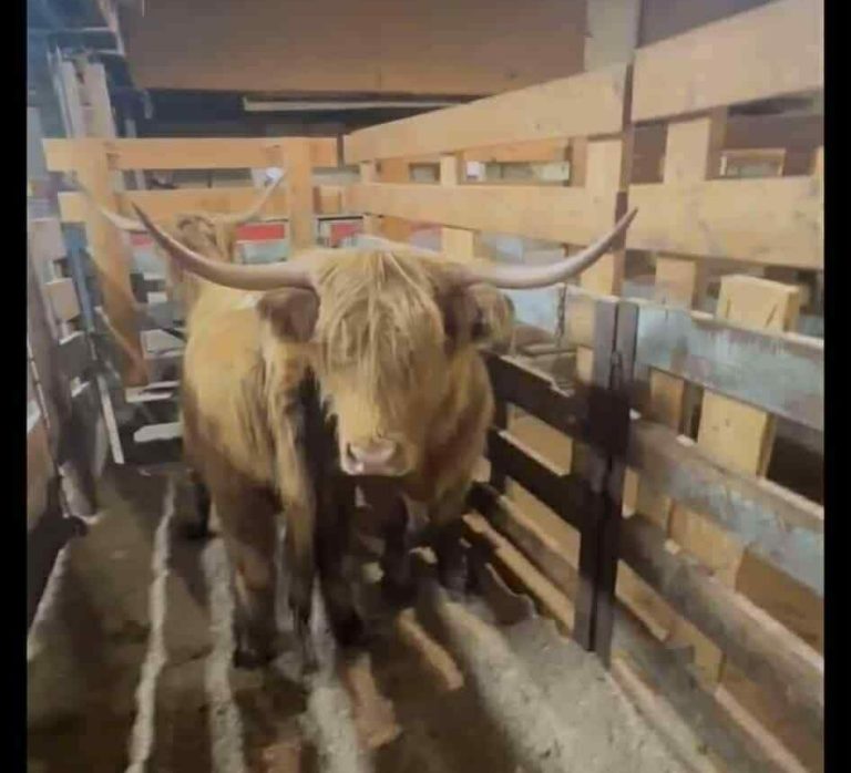 Deux vaches Highland sont en fuite à Sainte-Dorothée depuis samedi. (Photo gracieuseté)