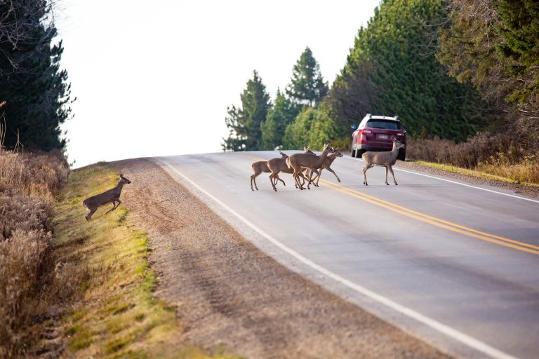 Bien que des mesures de sécurité aient été déployées ces dernières années, la présence de certains animaux sur les autoroutes de la Belle Province représentent un réel danger. (Photo gracieuseté – Depositphotos)