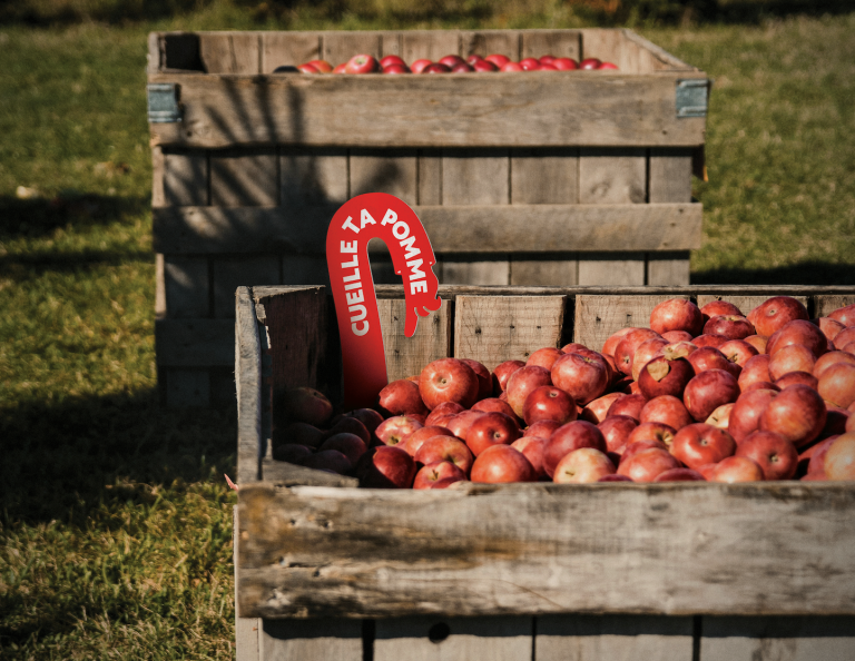 Cueillir sa pomme dans un verger près de chez soi Plus d’une centaine de vergers à travers le Québec sont prêts à accueillir le public. (Photo gracieuseté Les Producteurs de pommes du Québec)