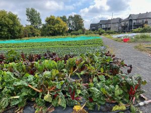 Avant que les condos soient construits, la maison familiale où est né Richard Bastien s’élevait à cet endroit.(Photo 2M.Media – Geneviève Quessy)