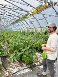 Léandre Raymond Desjardins, chef maraicher, cultive des tomates et des aubergines en serre aux Jardins du Monarque.(Photo 2M.Media – Geneviève Quessy)