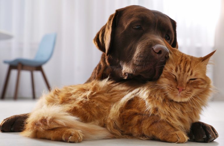 Il est important de prendre en compte les dépenses qu’implique l’adoption d’un animal de compagnie avant de se commettre. (Photo gracieuseté – L’Édition Nouvelles)