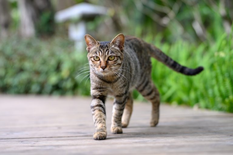 Chats errants: Laval annonce un projet pilote Le CSRM consiste à trapper les chats errants pour les stériliser afin de contenir leur population. (Photo gracieuseté - iStock)