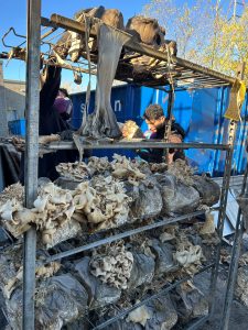 Des champignons aux formes étranges, survivants comme des zombis parmi les décombres du bâtiment, ont surpris les propriétaires de la Ferme Champimignons.(Photo gracieuseté Ferme Champimigons)
