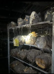 Les champignons de la Ferme Champimignons ont continué à pousser malgré l'incendie qui a ravagé le bâtiment trois mois plus tôt. (Photo gracieuseté Ferme Champimigons)