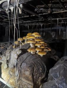 Trois mois après l’incendie, des champignons poussaient encore dans les locaux sinistrés de la Ferme Champimignons.(Photo gracieuseté Ferme Champimigons) 