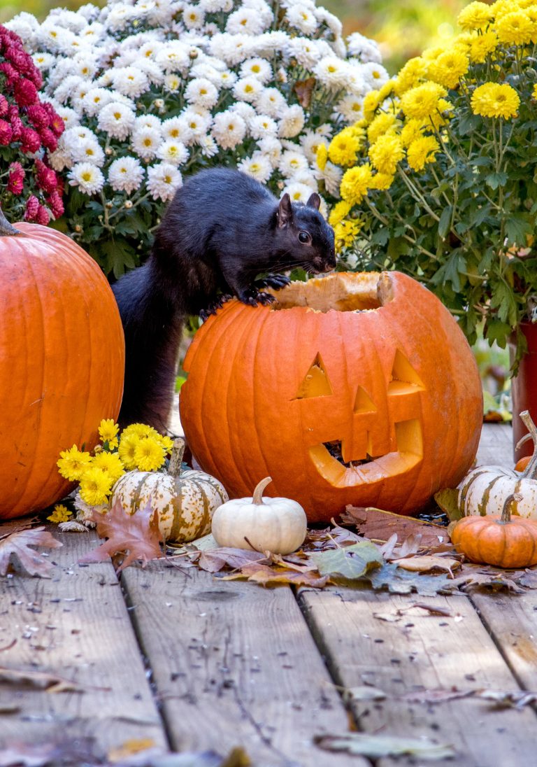 Les écureuils et autres rongeurs attaquent les citrouilles d’Halloween car ils sont attirés par les graines qu’elles contiennent. (Photo gracieuseté – Depositphotos)