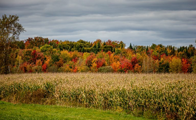 Selon l’examen trimestriel réalisé par Financement agricole Canada (FAC), la valeur des terres agricoles a augmenté de 6% au cours du premier semestre de 2025 et de 10,4% entre juillet 2024 et juin 2025. (Photo gracieuseté Greg Huszar pour FAC)