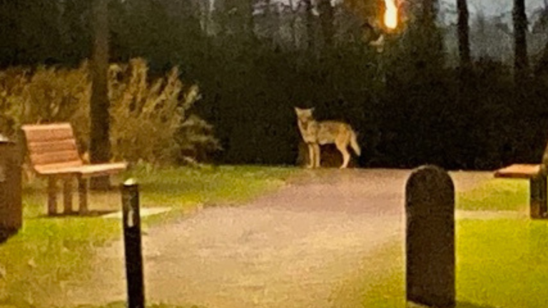 Un coyote a été aperçu sur la piste cyclable située à proximité du boulevard McNamara, à Laval, dans la soirée du 23 octobre. (Photo gracieuseté - Pierre Gaudette)