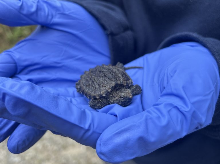 Un bébé tortue serpentine lors de sa remise en milieu naturel.