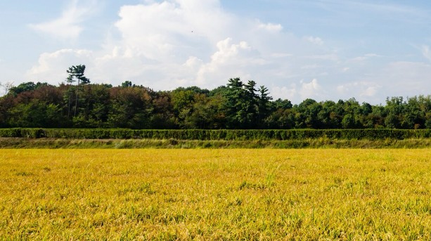 laBalocchina : l’art du riz à l’italienne
