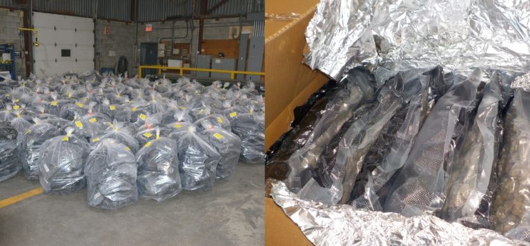 Les 2 723 kg de cannabis saisis à Montréal. (Photos gracieuseté)