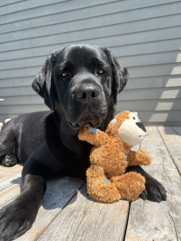 Mac adore les toutous et les câlins. (Photo gracieuseté)