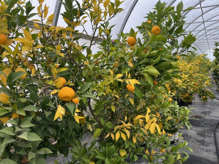 De plus en plus de citrons yuzus produits dans les serres d’O’Citrus à Laval O’Citrus a produit plus de citrons yuzus cette année. (Photo 2M.Media - Geneviève Quessy)