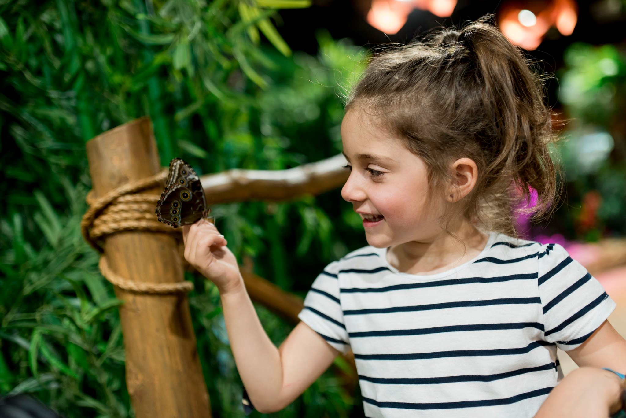 Les volières de papillons sont au cœur des expériences proposées par Bfly. (Photo gracieuseté)