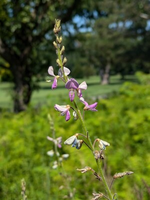 La desmodie d'Illinois. (Photo gracieuseté)