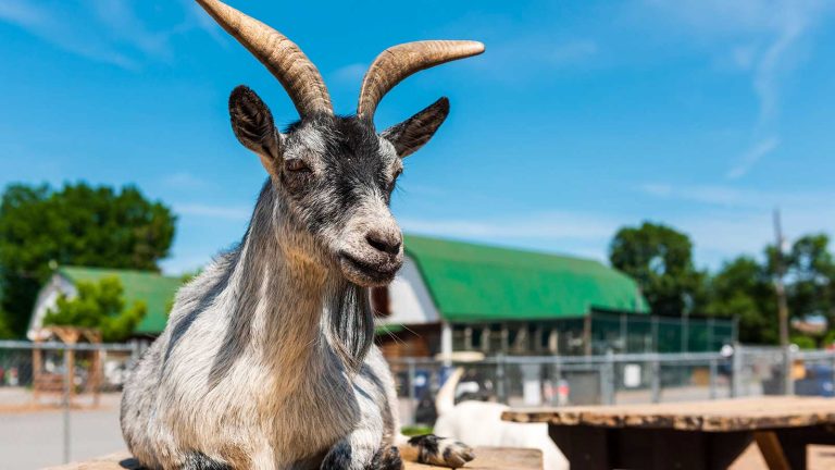 À quelques jours de la semaine de relâche, la ferme du Centre de la nature voit partir près de 30 % de ses pensionnaires pour la Ferme à Mathurin dans la région de Chaudière-Appalaches.