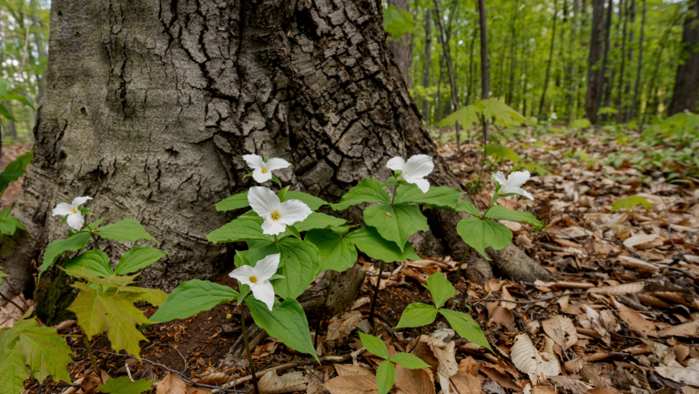 CANOPÉE acceptera les propositions d’activités printanières jusqu’à minuit moins une le vendredi 27 mars.