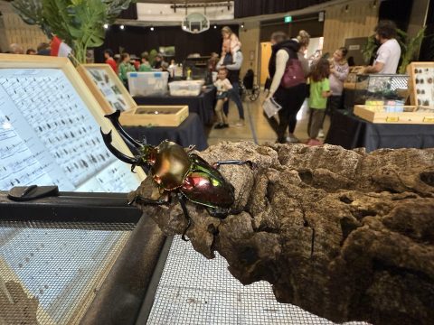 La Bibitte Mobile vise l’accueil d’environ 5000 visiteurs à son premier Festival des insectes à Laval. (Photo gracieuseté)