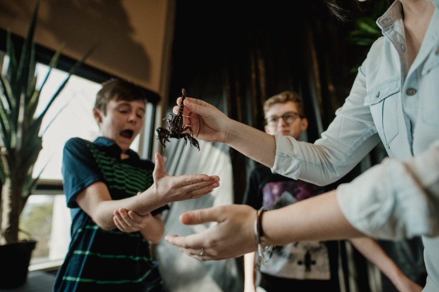 Des dizaines d’espèces d’insectes peuvent être touchées lors du Festival des insectes. (Photo gracieuseté)
