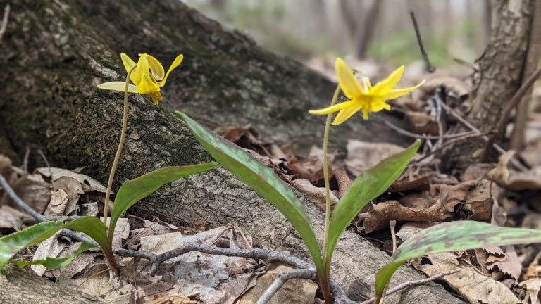 CANOPÉE propose le 1er et 2 mai prochain un tour guidé à la découverte des fleurs fragiles et éphémères qui embellissent nos sous-bois au réveil de la nature.