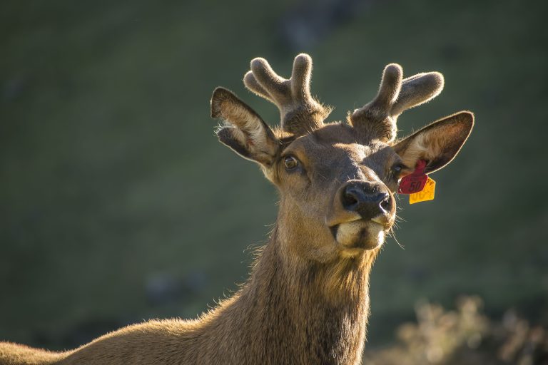 Présence accrue de la grande faune près des routes Le cerf, un animal de la grande faune, pouvant se retrouver près des routes en cette période de l'année. (Photo gracieuseté)
