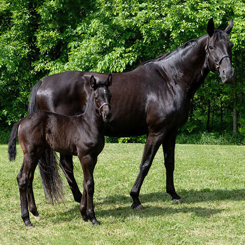 Une jument et son poulain. (Photo gracieuseté)