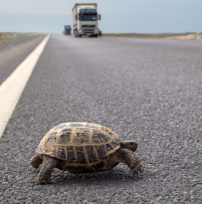 Chaque année, de mai à octobre, les tortues sont particulièrement vulnérables sur les routes, à Laval comme ailleurs au Québec. (Photo gracieuseté – Depositphotos)