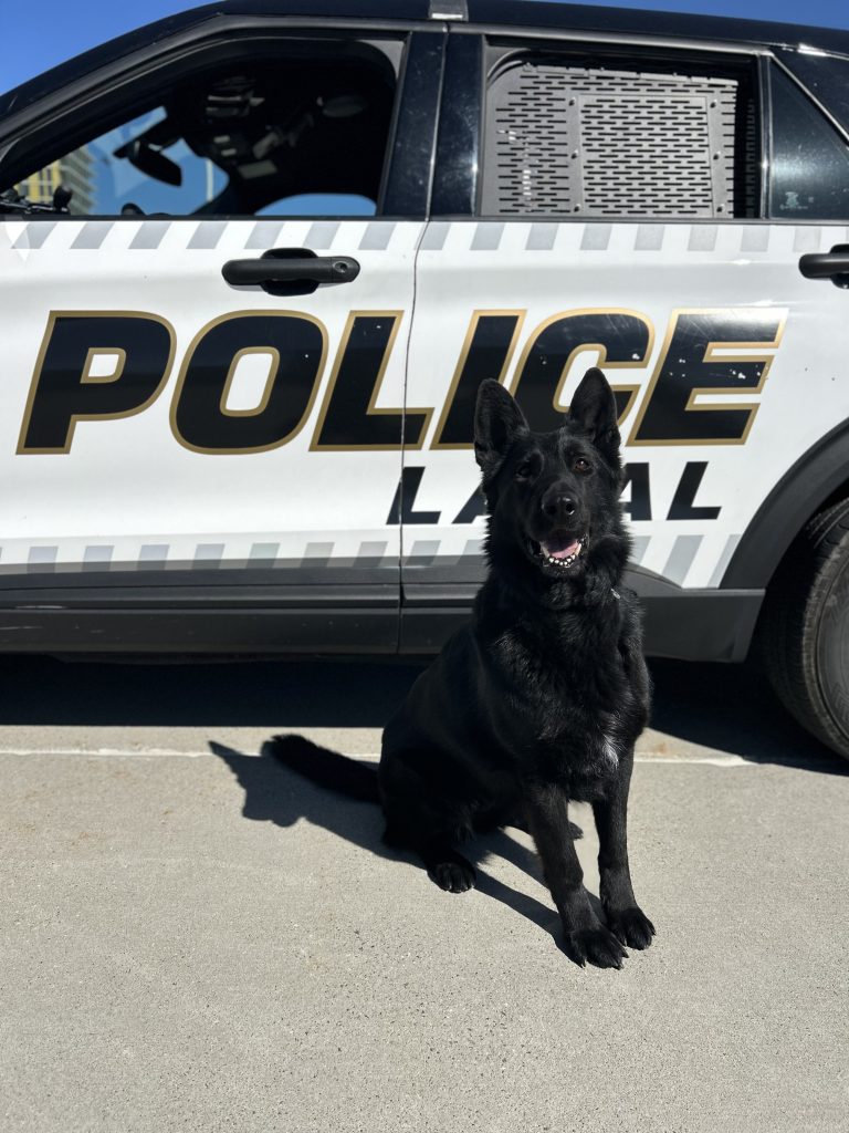 La chienne policière du SPL compte déjà de nombreux exploits depuis ses débuts auprès de son maître-chien sur le territoire de Laval. (Photo gracieuseté – SPL)
