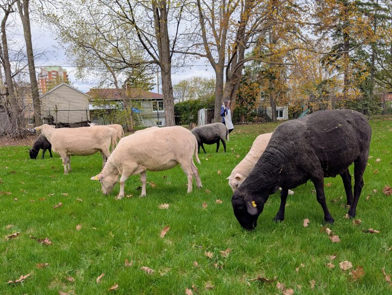 Des moutons en liberté sur le campus de l’INRS à Laval Les 10 moutons de Biquette-Écopâturage se promènent habituellement en troupeau, mais certains d’entre eux sont un peu plus téméraires et aimaient aller découvrir d’autres secteurs gazonnés du campus de l’INRS. (Photo 2M.Media – Nicholas Pereira)