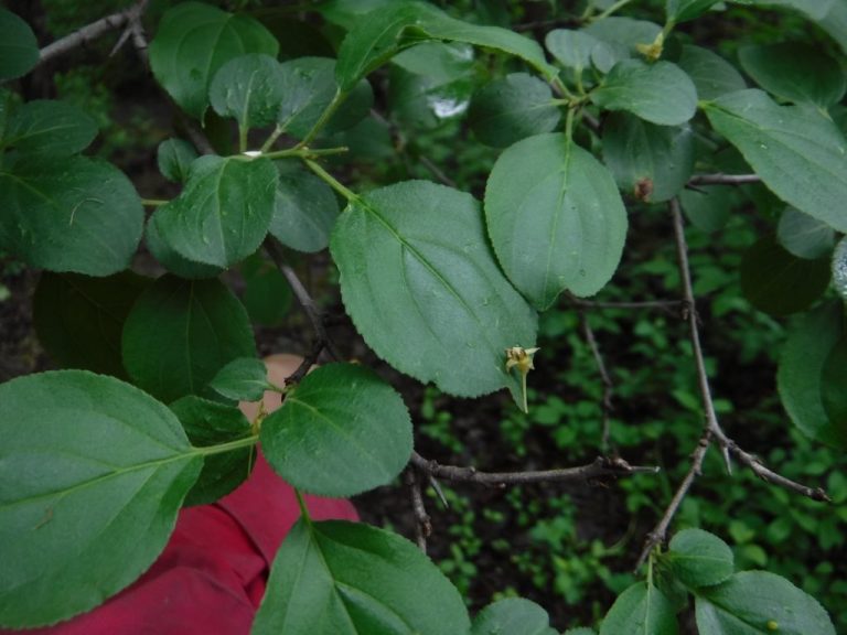 Le nerprun cathartique figure parmi les plantes exotiques les plus envahissantes qui menacent les boisés de Laval. On reconnaît cet arbuste buissonnant par la présence d’une épine sur le bout des branches.