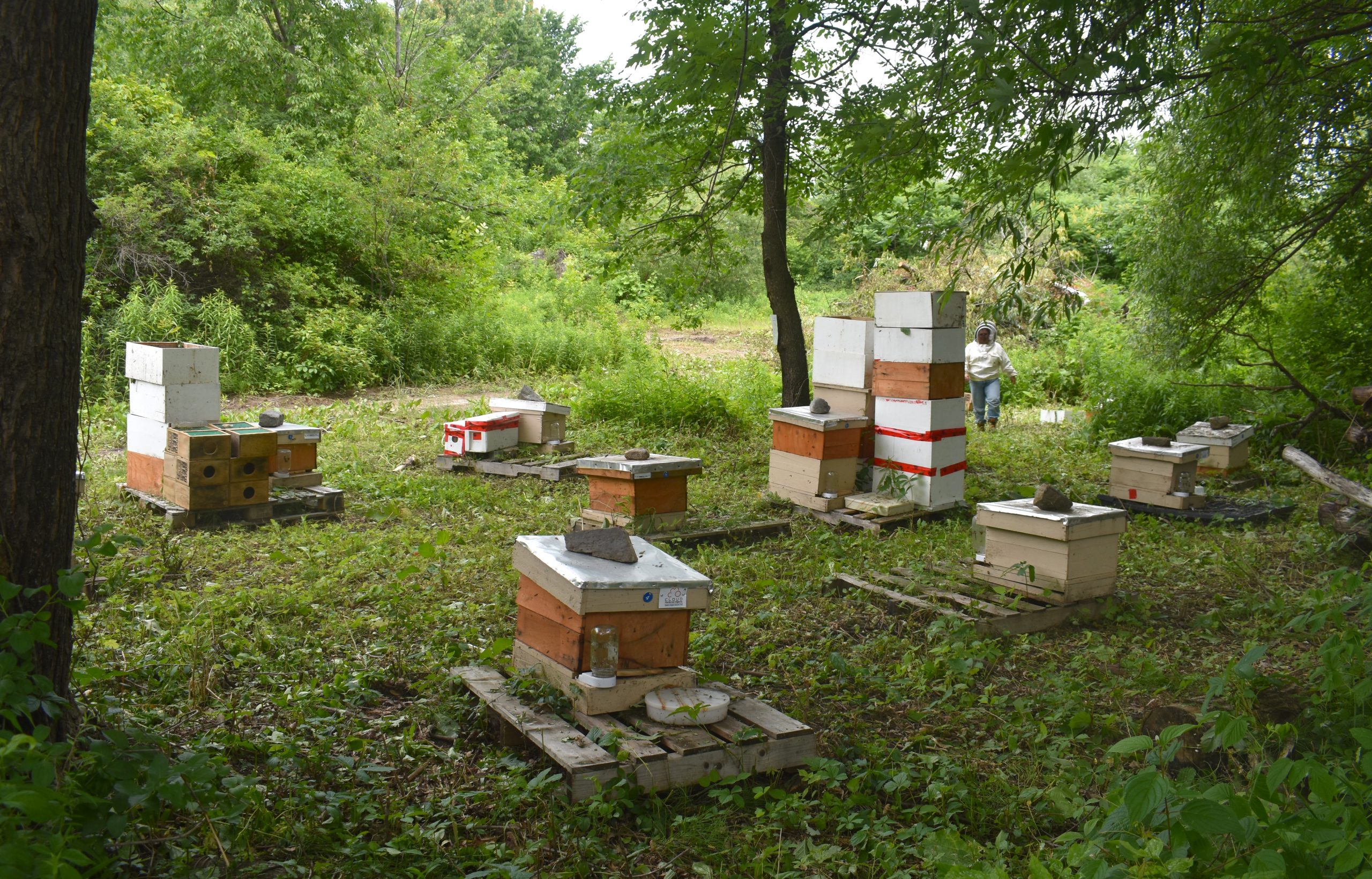 La SAPIQ s’occupe du parrainage de ruches chez un producteur de fraises, à Saint-François. (Photo 2M.Media – Emmanuelle Froment)