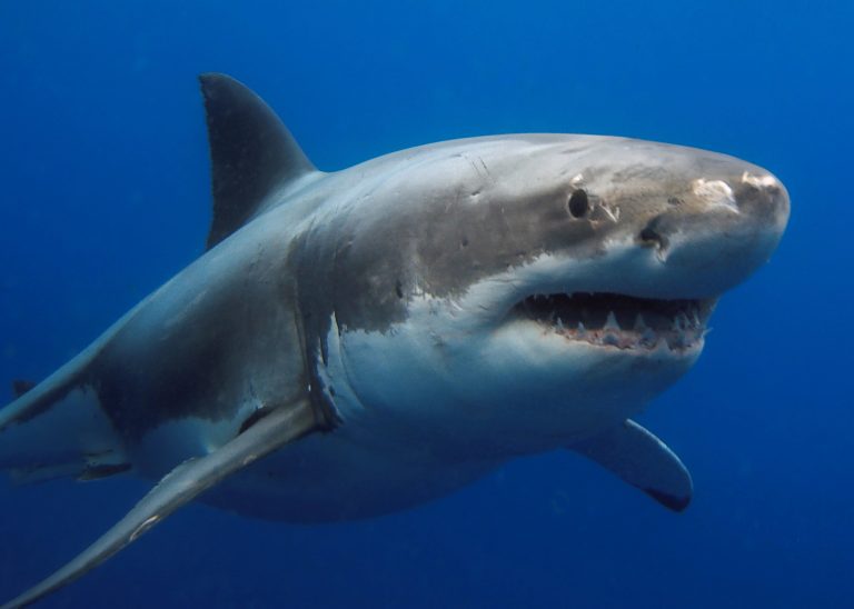 Un grand requin blanc appelé Bella profite actuellement de la saison chaude pour s’offrir une virée dans les eaux du fleuve Saint-Laurent, au large des îles de la Madeleine. (Photo gracieuseté – Depositphotos)