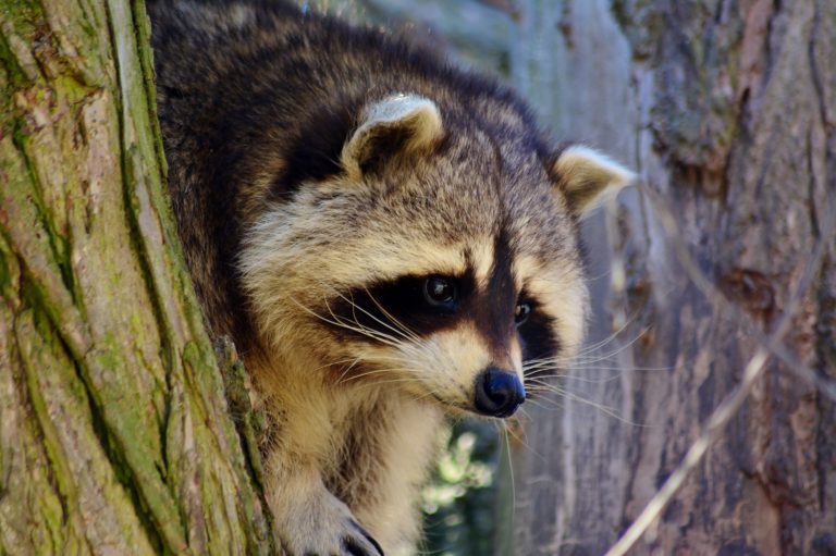 Un premier cas de rage du raton laveur confirmé chez un chat Au Québec, il y a actuellement une interdiction de transporter certains animaux, lorsqu’ils sont vivants, sur le territoire des municipalités situées autour des secteurs où des cas de rage du raton laveur ont été confirmés. (Photo gracieuseté)