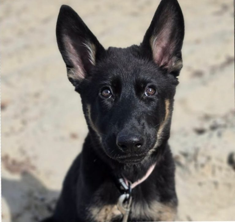 Blue, la nouvelle recrue du Service de police de Laval (SPL). (Photo gracieuseté – Page Facebook Service de police de Laval)
