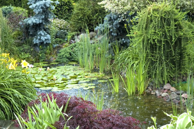 Parmi les nouvelles espèces de plantes envahissantes à éviter, plusieurs servent à des jardins d’eau, fait savoir l’organisme Québec Vert. (Photo gracieuseté – Depositphotos)