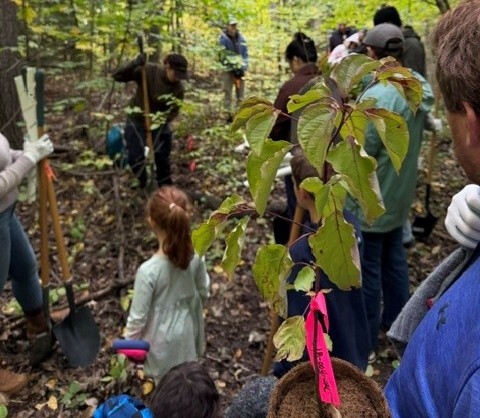 Plus tôt cet automne, le bois de la Source a hérité de 150 nouveaux arbres et arbustes indigènes planté par une trentaine de bénévoles. (Photo gracieuseté)